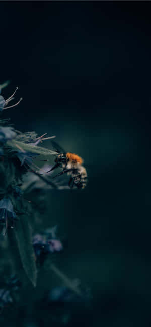 Abeja iPhone — Galaxia A18 Fondos de pantalla