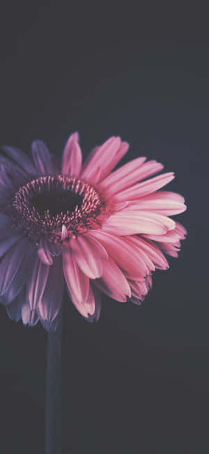 Imágenes de Flores para iPhone — Floral iPhone Fondos de pantalla
