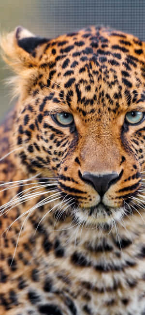 Fotos de animales salvajes — Galaxia A18 Fondos de pantalla