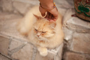 Fotos del Gato Gruñón — MacBook Air M4 Fondos de pantalla