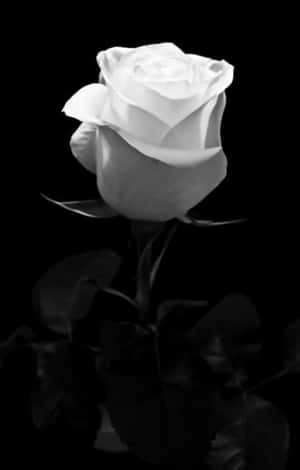 Fotos de Rosa Blanca — Estética rosa Fondos de pantalla