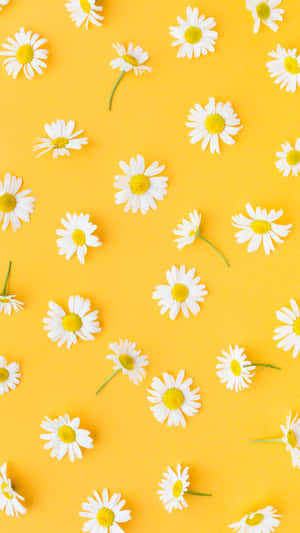 Fotos estéticas amarillas — Estético minimalista GIF Fondos de pantalla