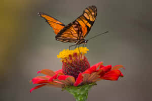 Fotos estéticas de mariposas — MacBook Air M3 Fondos de pantalla