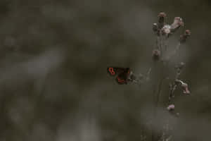 Fotos estéticas de mariposas — MacBook Air M3 Fondos de pantalla