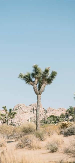 Imágenes de Árbol de Joshua — Vivo Y600 Pro Fondos de pantalla