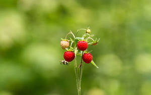 Fondo de pantalla de fresas de verano entre arbustos verdes borrosos.
