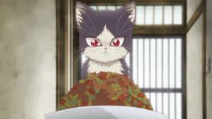 Gata emocionada mirando hacia afuera — Gato Lindo Fondos de pantalla