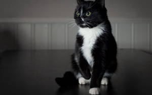 Fondo de pantalla de gatito blanco y negro