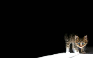 Fondo de Pantalla de Gatito en la Oscuridad