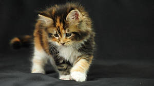 Foto de un gatito esponjoso caminando sobre una tela negra como fondo de pantalla. — Apagado Fondos de pantalla