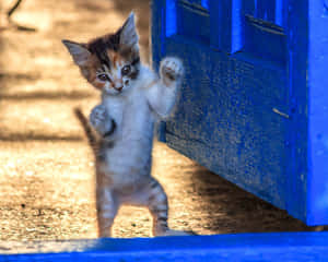 Gatito juguetón bailando junto a puerta azul