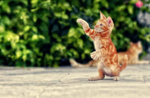 Gatito juguetón bailando al aire libre.jpg