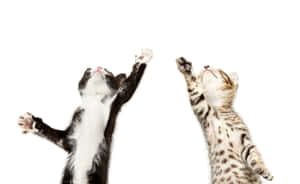 Gatitos Bailando Movimiento Alegre.jpg
