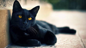 Fondo de pantalla de gato acostado animal negro