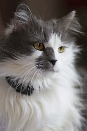 Gato Angora Turco Relajándose en un Sofá — POCO Pad X1 Fondos de pantalla