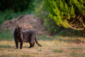 Fondo de pantalla de gato animal negro viejo