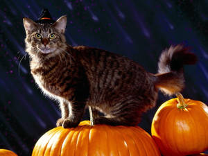Fondo de pantalla de gato atigrado lindo de Halloween. — Lindos de Halloween Fondos de pantalla