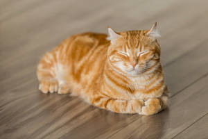 Gato Atigrado Pelirrojo PFP