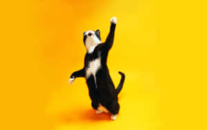 Gato bailando alegremente sobre fondo amarillo.jpg