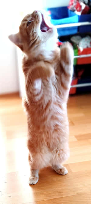 Gato bailando erguido.jpg — Galaxia A07 Fondos de pantalla