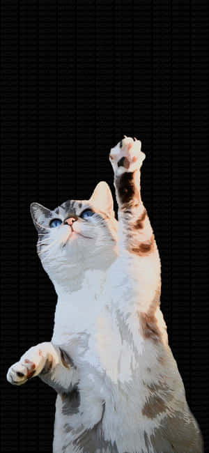 Gato bailando levantando la pata.jpg