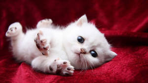 Fondo de pantalla lindo de un gato blanco recostado sobre una tela suave roja.
