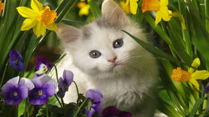 Gato Blanco Primaveral Lindo