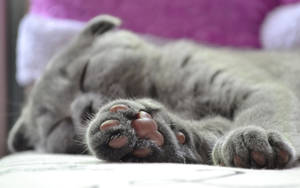 Gato gris con patitas rosadas durmiendo en una cama suave con almohadas moradas. Lindos amigos animales.