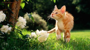 Gato Curioso de Primavera Lindo