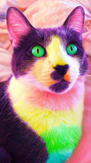 Gato de Estética Indie con Ojos Verdes — Estética de chico indie Fondos de pantalla