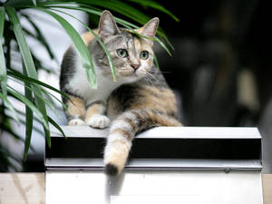 Expresión divertida de gato al ver algo afuera. Amigos animales peludos.