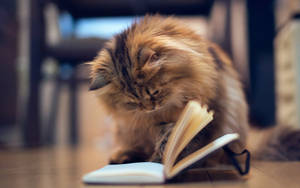 Gato estético con libro — Gato aesthetic Fondos de pantalla