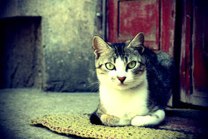 Gato estético en alfombra — Gato aesthetic Fondos de pantalla