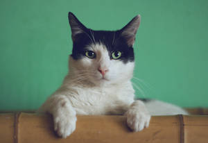 Gato estético en bambú — Gato aesthetic Fondos de pantalla
