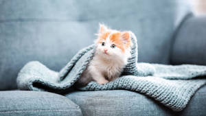 Gato estético en sofá — Gato aesthetic Fondos de pantalla