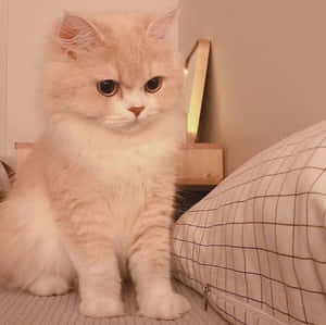 Fotos de gato estético — Gato aesthetic Fondos de pantalla