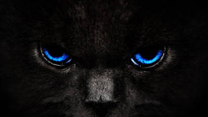 Gato genial de ojos azul oscuro