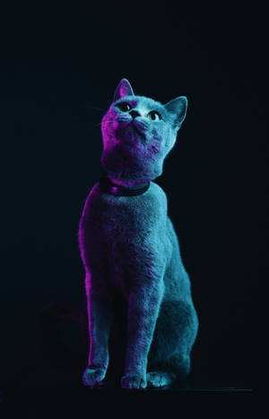 Fondo de pantalla de gato gris esponjoso — Galaxy Tab S10+ Fondos de pantalla