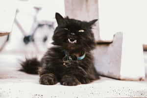 Fotos de Gato Gruñón — MacBook Air 13 Fondos de pantalla