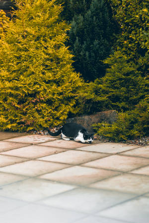 Gato kawaii durmiendo cerca de arbustos — Gato kawaii Fondos de pantalla
