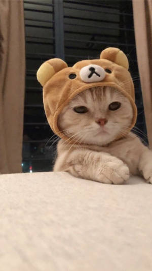 Gato Lindo Estético con Gorro de Rilakkuma