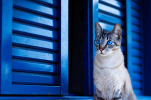 Gato Lindo Persianas Azules — Azul lindo Fondos de pantalla