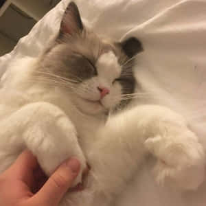 Imágenes de gatos estéticos — Gato aesthetic Fondos de pantalla
