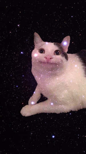 Fotos de Gatos Malditos — Meme de gato Fondos de pantalla