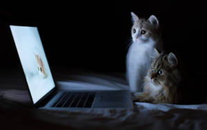 Gato Mirando Computadora — Gato Escribiendo Fondos de pantalla