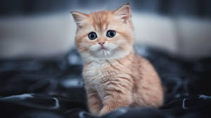 Gato naranja estético de ojos azules — Gato aesthetic Fondos de pantalla