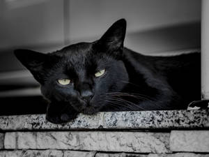 Gato Negro Despertando — Cat Noir Fondos de pantalla