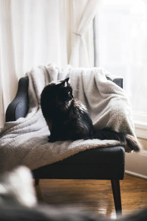 Gato Negro en Silla Acogedora — Cat Noir Fondos de pantalla