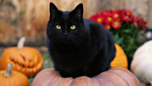 Fondo de pantalla de gato negro esponjoso y lindo — Lindo negro Fondos de pantalla