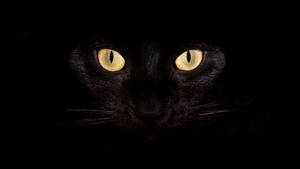 Fondo de pantalla de gato negro genial — Negro elegante Fondos de pantalla